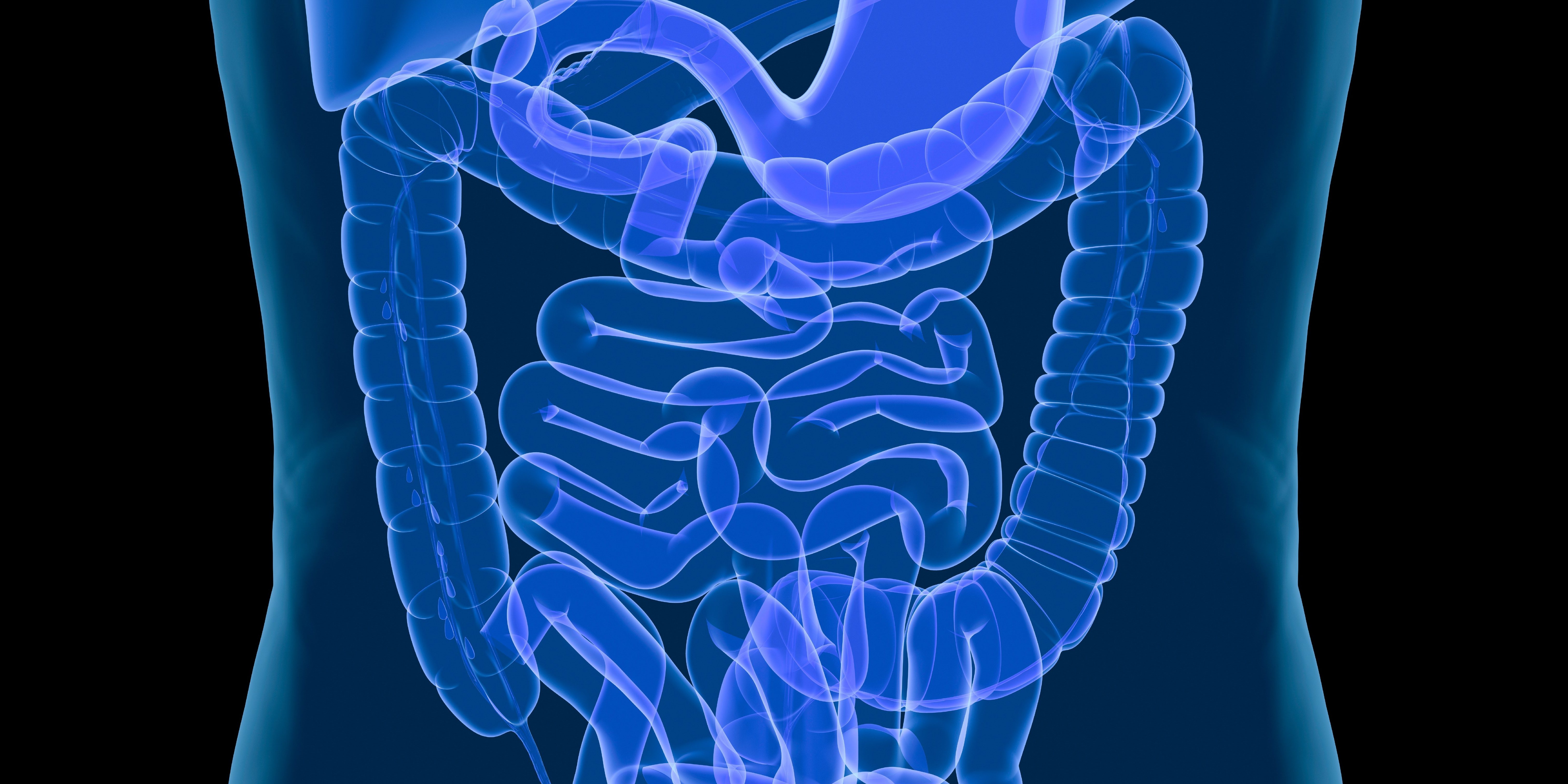 an-illustration-of-the-human-digestive-system