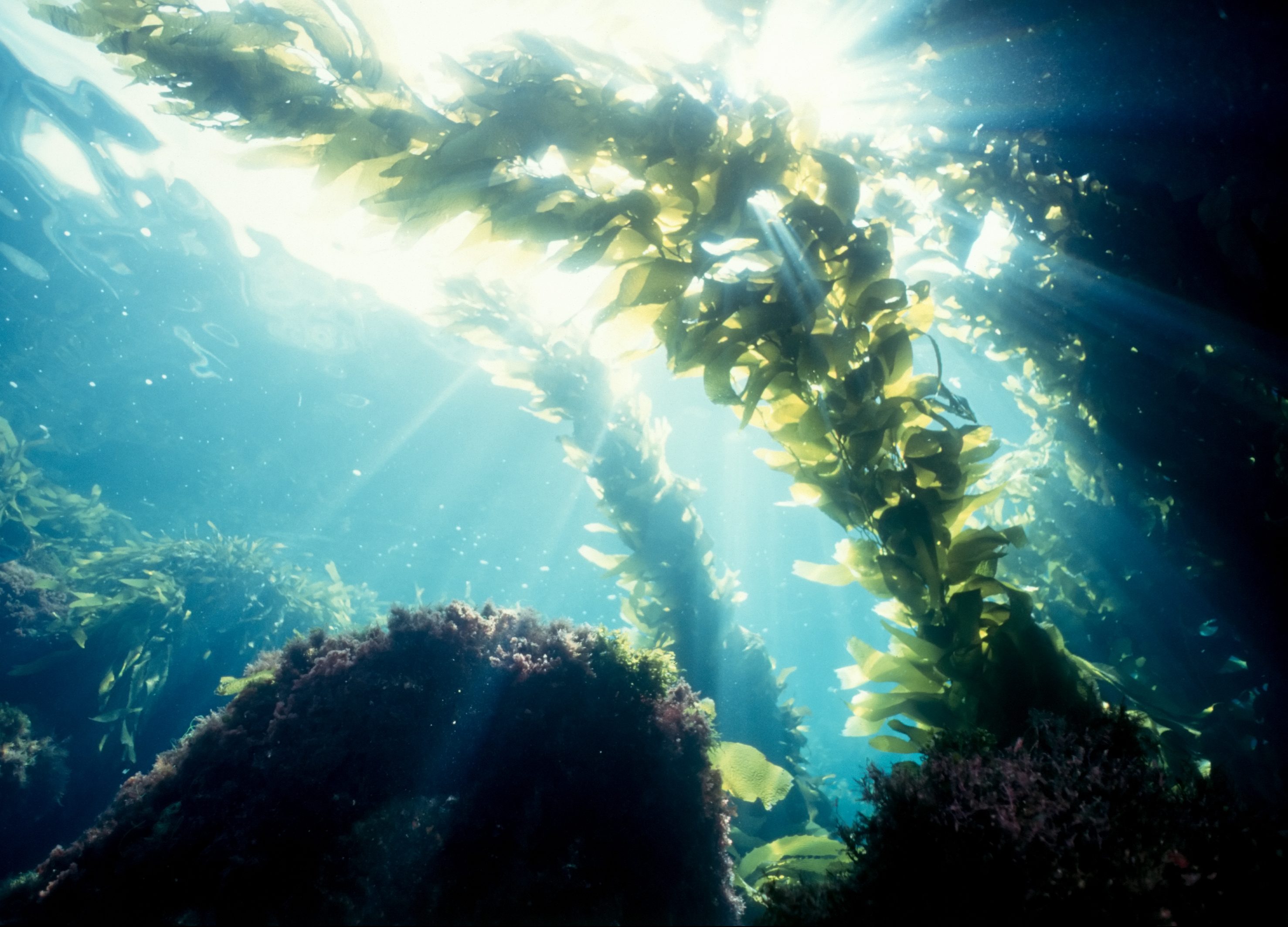 FUNIBER-kelp-forest-sunshine