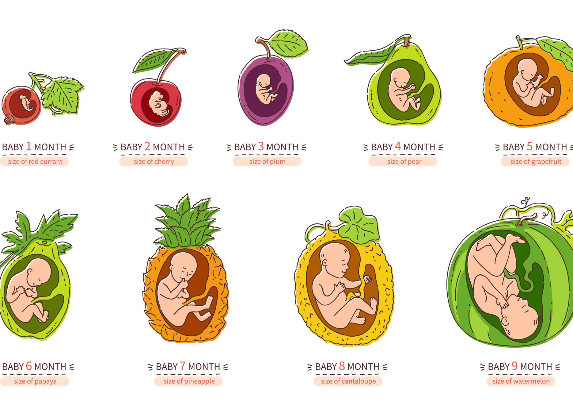 FUNIBER-embryo-month-stage-growth-pregnancy-fetal-development-vector-flat-infographic-icons